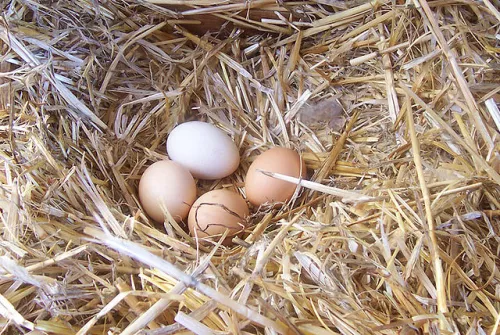 640px-chicken_egg