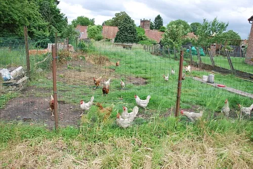 poules_d-estinnes_02.JPG