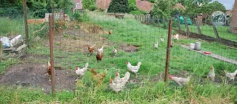 poules_d-estinnes_02.JPG
