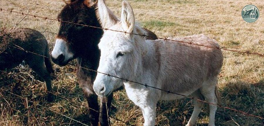 miniature_donkeys.jpg